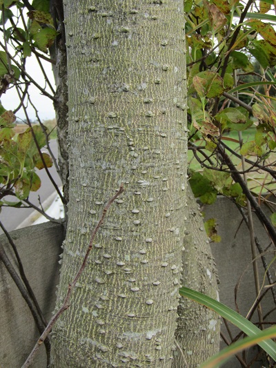 w004459nunome55-2