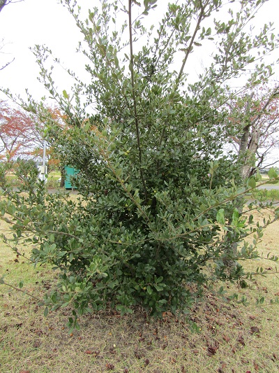 w004459nunome56