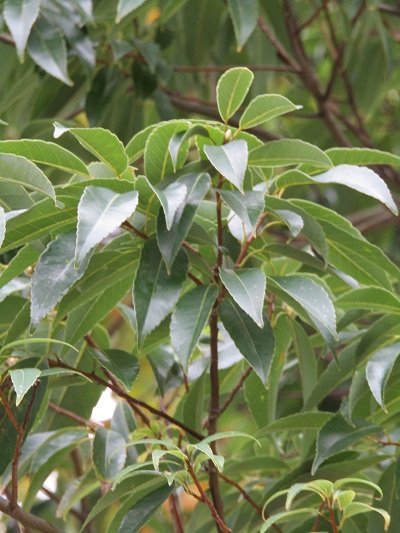 w004459nunome57-1