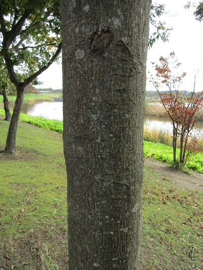 w004459nunome57-2