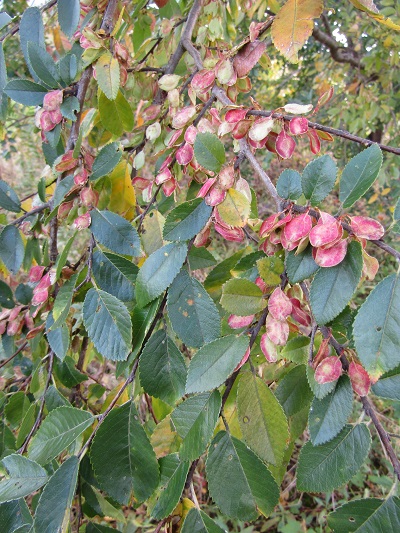 w004459nunome6-1