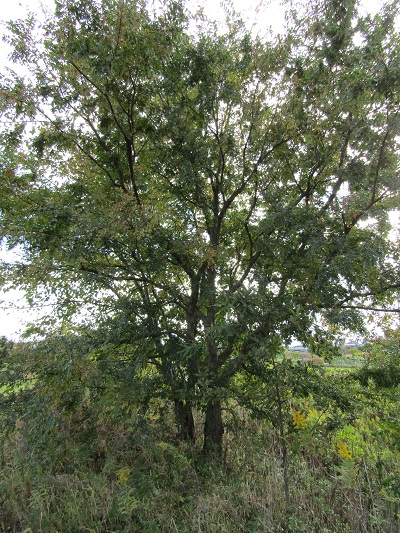 w004459nunome6
