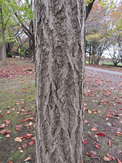 w004459nunome61-2
