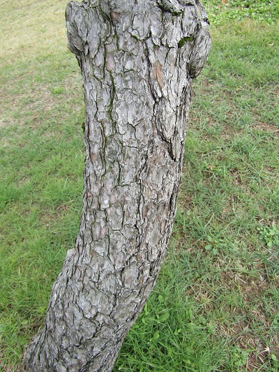 w004459nunome63-2