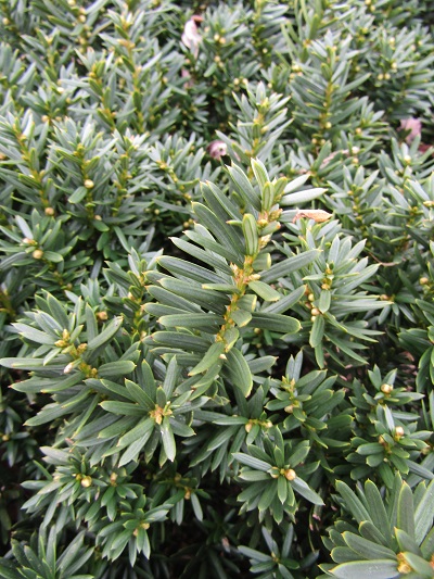 w004459nunome64-1