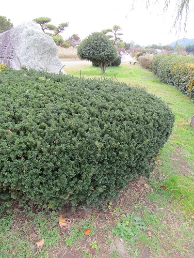 w004459nunome64