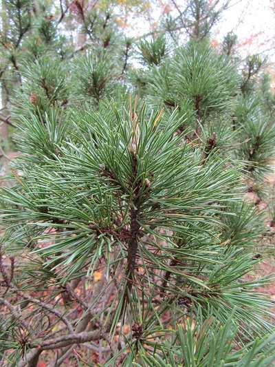 w004459nunome65-1