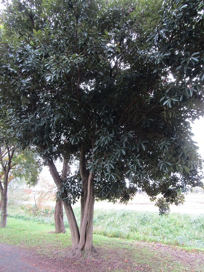 w004459nunome66