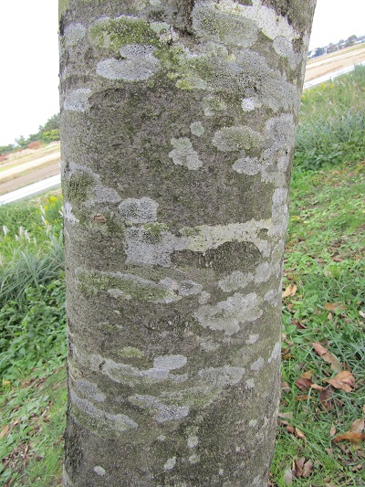 w004459nunome67-2