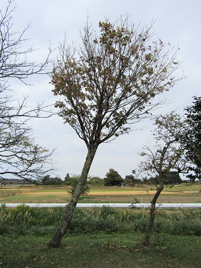w004459nunome67