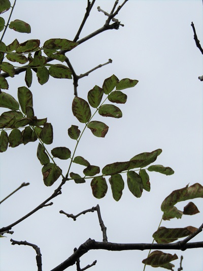 w004459nunome68-1