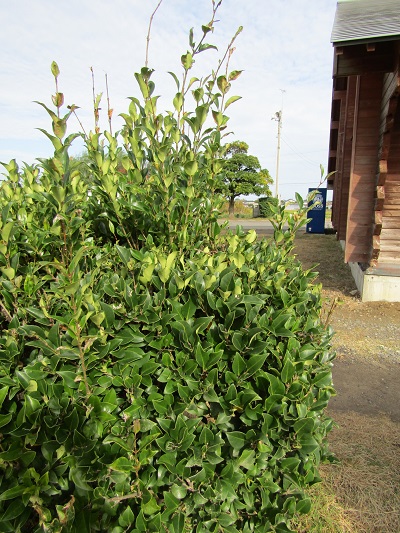 w004459nunome7