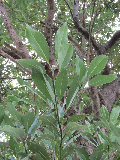 w004459nunome70-1