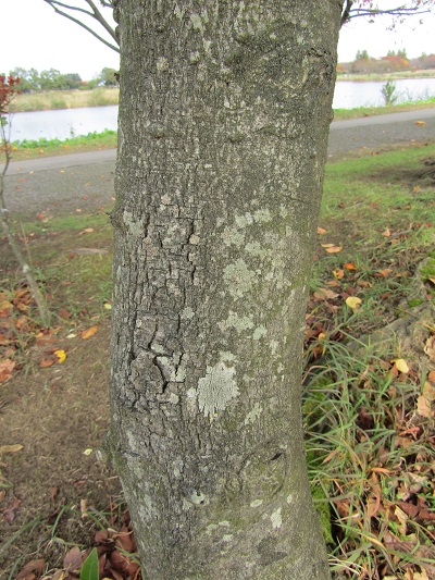 w004459nunome74-2