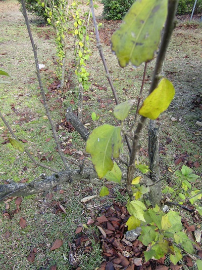 w004459nunome77-1