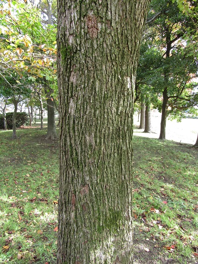 w004459nunome78-2