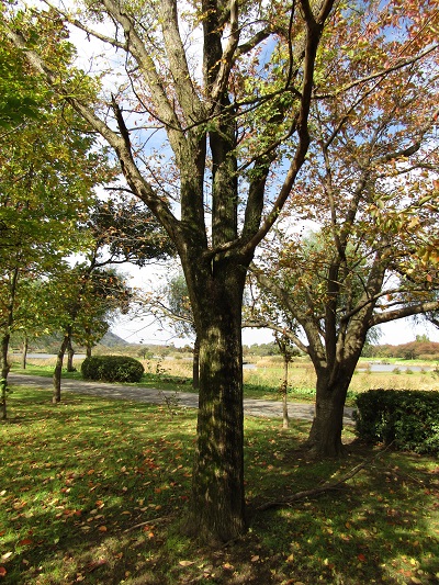 w004459nunome78