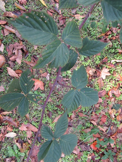 w004459nunome79-1