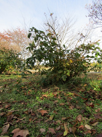 w004459nunome79