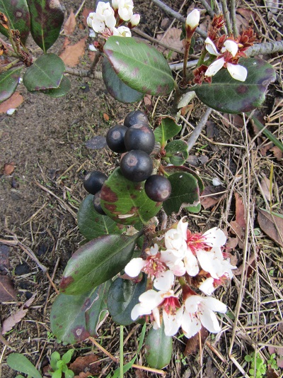 w004459nunome8-1