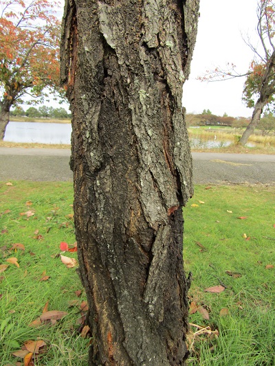 w004459nunome80-2