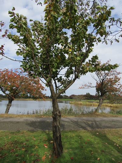 w004459nunome80