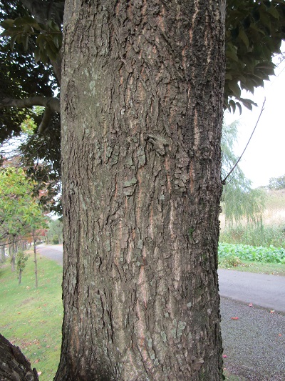 w004459nunome81-2