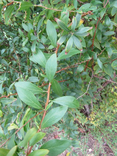 w004459nunome82-1