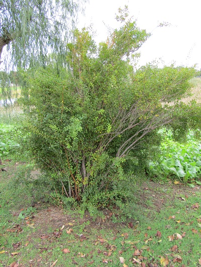 w004459nunome82