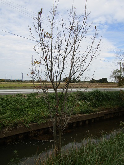 w004459nunome85