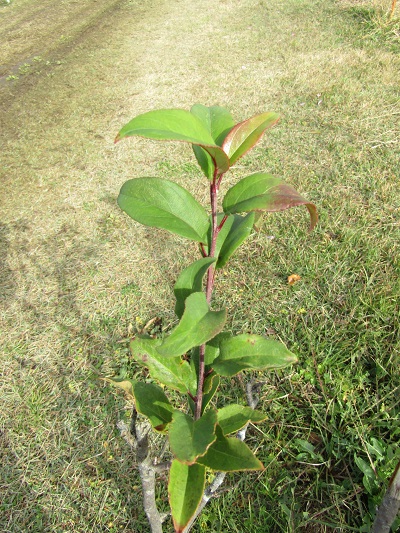 w004459nunome88-1