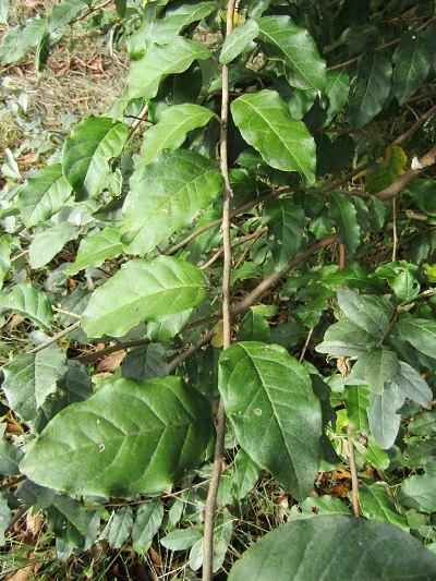 w004459nunome9-1