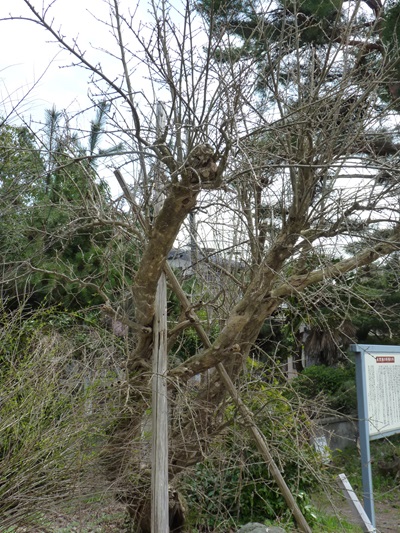 w004460honmati
