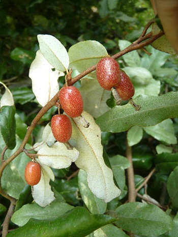 w004460kanadu118-1