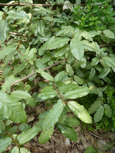 w004460kanadu118