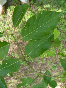 w004460kanadu121-1