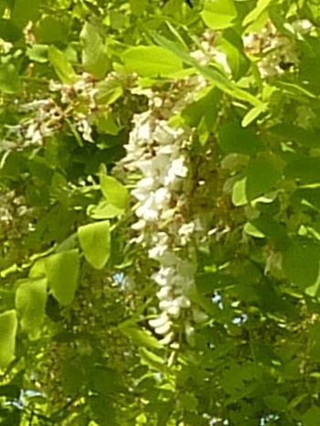 w004460kanadu123-3