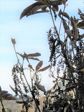 w004460kanadu13-1