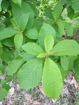 w004460kanadu13-3