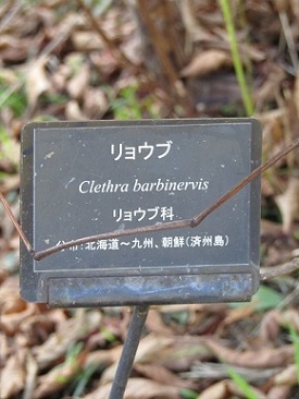 w004460kanadu13-4