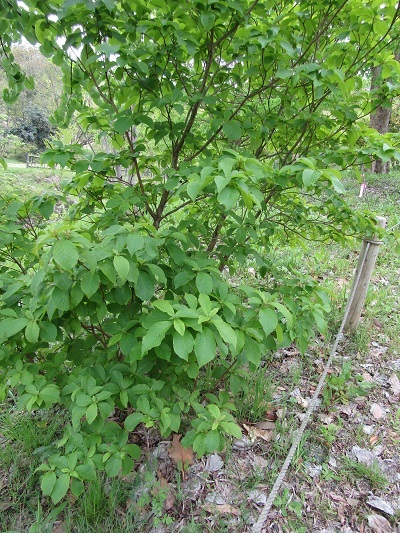 w004460kanadu13