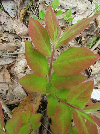 w004460kanadu138-1