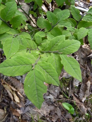 w004460kanadu138-3