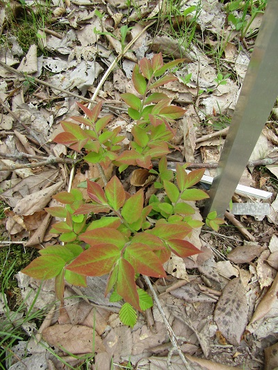 w004460kanadu138