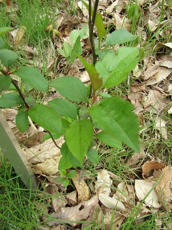 w004460kanadu160-1