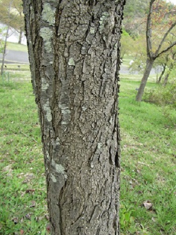 w004460kanadu160-3