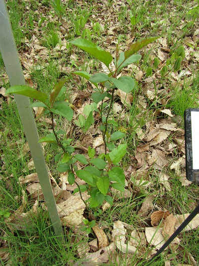 w004460kanadu160