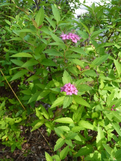 w004460kanadu17