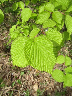 w004460kanadu180-1