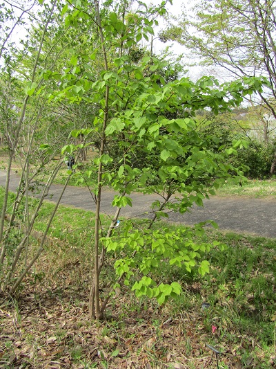 w004460kanadu180